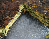 Foto del paso 2 de la receta: Tortilla de acelga y zanahoria
