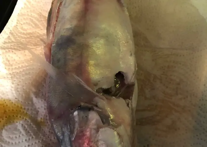 Langkah-langkah untuk membuat Cara bikin Ikan bakar ala rumahan