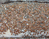 Foto del paso 5 de la receta: Pan Integral 🍞🥖