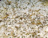 Foto del paso 5 de la receta: Patatas con queso (monte veronese) al horno