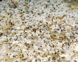 Foto del paso 5 de la receta: Patatas con queso (monte veronese) al horno