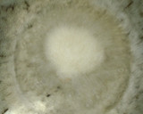 மிளகு வடை ரெசிபி ஸ்டேப் 4 புகைப்படம்