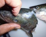 Foto del paso 4 de la receta: Arajiru de Seabass (シーバスのあら汁)