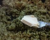 Foto del paso 5 de la receta: Falso arroz de brócoli!!! 🍙🍚🥦🥗🥙🍙🍚