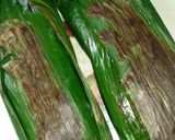 Foto langkah ke 6 dari resep Nasi Bakar Teri Medan.