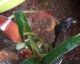 A picture of step 3 of Pilling veggies and fruit smoothy(in LIFE NO MAKING THIS SAMOOTHY).