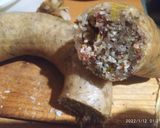 Foto del paso 8 de la receta: Tripa rellena con arroz y chorizo