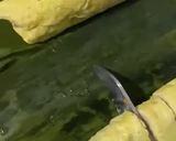 Foto langkah ke 6 dari resep Rolade.