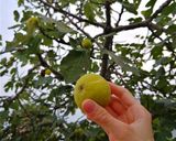 عکس مرحله 10 از دستور مربای انجیر
