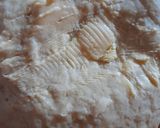 Foto del paso 3 de la receta: Masa danesa