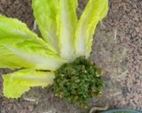 صورة لخطوة 3 من وصفة تبولة ولا أطيب
