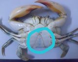 Foto langkah ke 1 dari resep Kepiting Saos Padang.