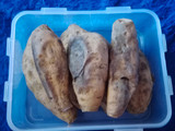 Ubi Cilembu oven tangkring