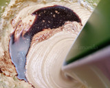 Foto langkah ke 8 dari resep Coffee Cake - Kue Kopi Enaaakkk.