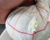 Une image de l'étape 1 de Boulette de courgette au parmesan.