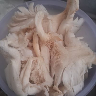 Langkah 1