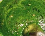 A picture of step 4 of Aloo Palak Curry.