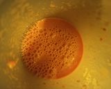 Foto del paso 4 de la receta: Gazpacho de Sandía