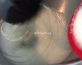 Foto langkah ke 11 dari resep Hurricane Acaiberry Swiss Roll Cake (#rabubaru).