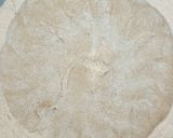 A picture of step 4 of Chapati/Roti.