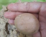 صورة لخطوة 1 من وصفة غريبية