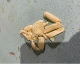 Foto langkah ke 1 dari resep Tumis Sawi Putih dengan Ebi.