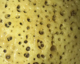 Foto del paso 1 de la receta: Baghrir البغرير