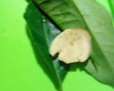 Foto langkah ke 6 dari resep Tumis kerang kacang panjang.