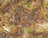 A picture of step 8 of Fish sandwich.