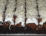 Foto langkah ke 8 dari resep 2 Colour Cake (Brownies vs Red Velvet).