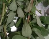 A picture of step 1 of KULFA OR PURSLANE /SUBZI E SAFAR.