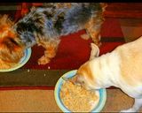 A picture of step 6 of Mike's Healthy Food For Sick Doggies & Kitties.