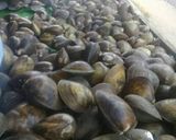 Foto langkah ke 1 dari resep 29. Judul : kepah lada hitam.
