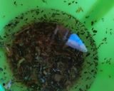 Foto del paso 5 de la receta: Berenjenas al escabechazo