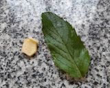 Foto del paso 1 de la receta: Agua saborizada de menta, limón y jengibre 🇺🇾