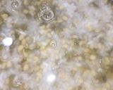 સાદી ખીચડી (Sadi Khichdi Recipe In Gujarati) રેસીપી સ્ટેપ1ફોટો