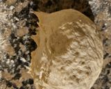 Foto del paso 4 de la receta: Pizza al horno, la mejor
