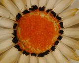 Foto del paso 4 de la receta: Flor de queso