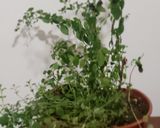 Foto del paso 3 de la receta: Tapabarriga a la cacerola