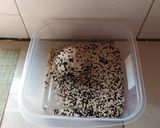 Gambar langkah 6 resipi Kuih Bom bijan hitam.