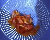 Foto del paso 2 de la receta: Salsa de tomate albahaca y mozzarella