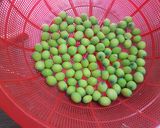 Hình bước làm 1 của món Chè hạt sen tươi nha đam
