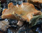 Foto del paso 1 de la receta: Ceviche de Lactarius deliciosus (Níscalos)