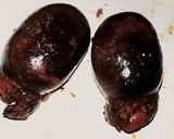 Foto del paso 1 de la receta: Morcilla con ensalada criolla