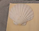 A picture of step 3 of Baby Scallop and Lobster Pie.
