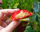 Foto langkah ke 5 dari resep Kue Ku / Tok / Kura-kura.