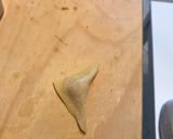 Foto del passaggio 5 della ricetta Tortelli con ripieno di prosciutto cotto