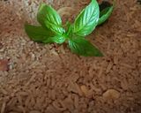 A picture of step 3 of Basil Rice.