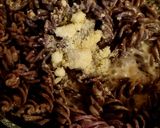 Foto del passaggio 3 della ricetta Fusilli di riso Venere cacio e pepe