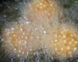 A picture of step 3 of Sabudanna vada.